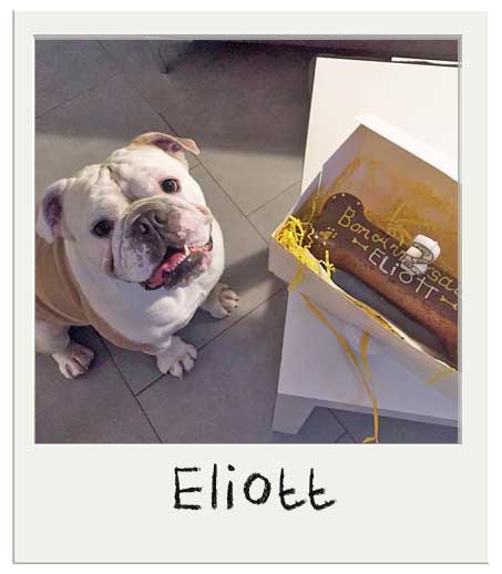 Eliott the English Bulldog